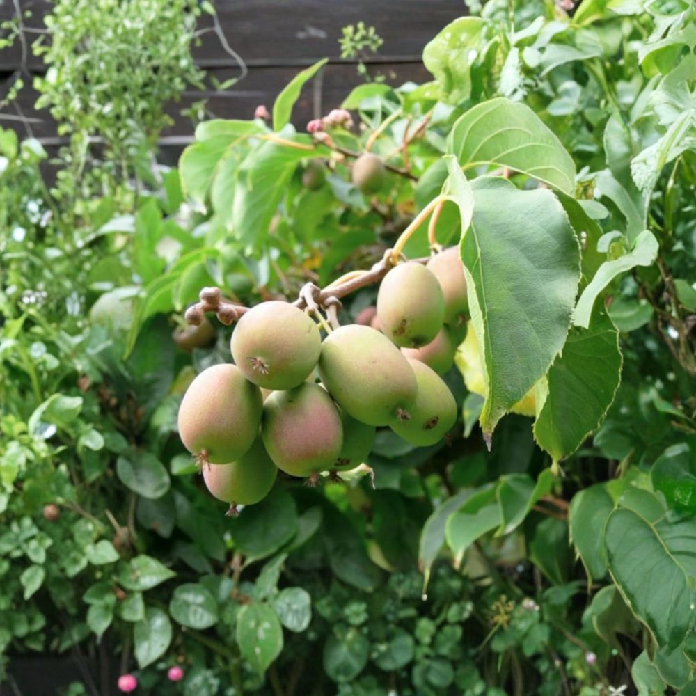 Anna Hardy Kiwi Female Rooted Vine | Actinidia arguta ‘Ananasnaja’ | Zones 4-9