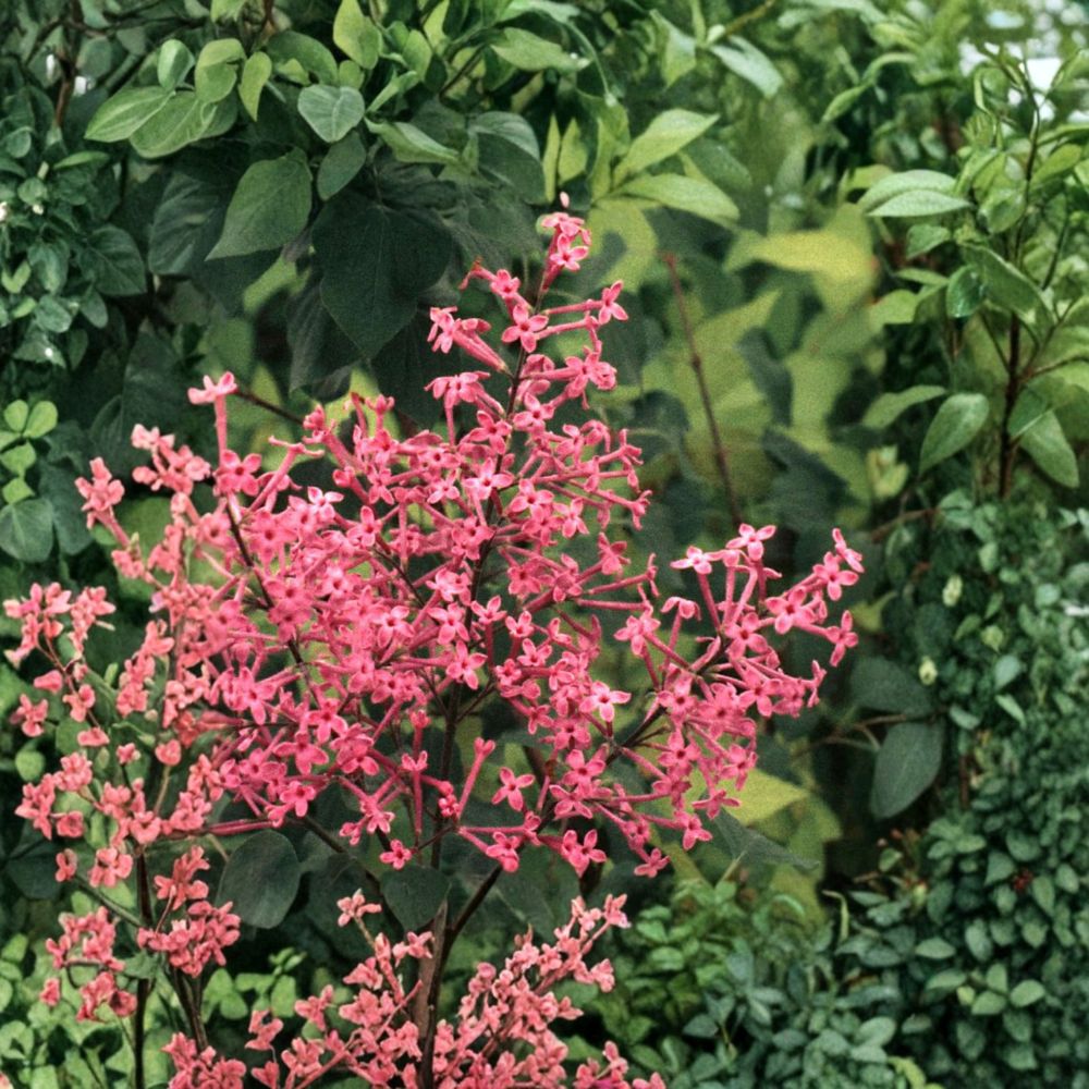 George Eastman Lilac - Deep Pink Reblooming Fragrant Shrub in 1 Gallon Pot