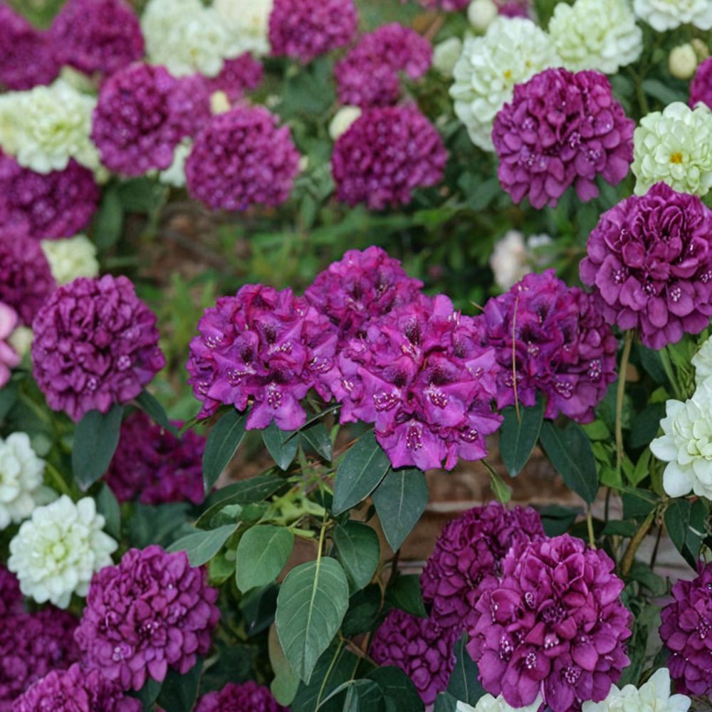 Rhododendron ‘Royal Purple’ – Evergreen Shrub with Deep Purple Blooms & Golden Blotch | #2 Container