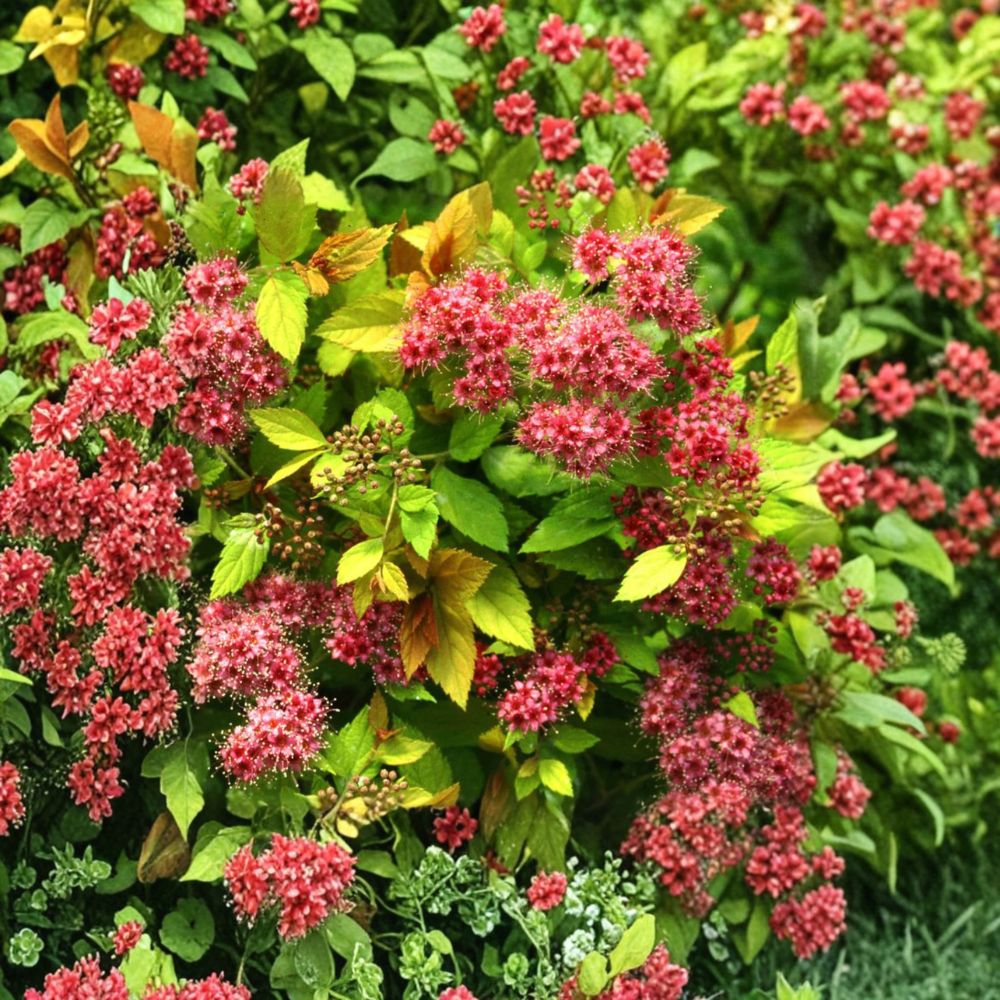 Magic Carpet Spirea - Dwarf Flowering Shrub with Golden Foliage in 4 Inch Pot