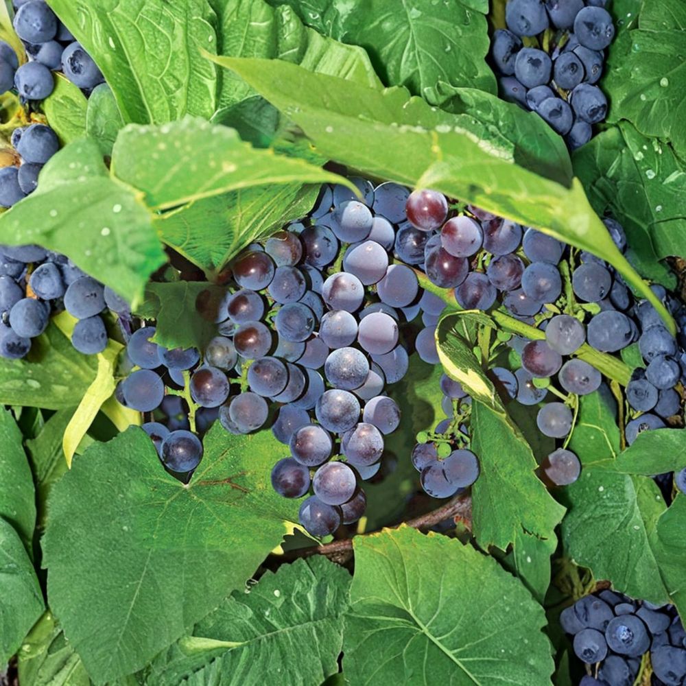 Seedless Concord Grape Plant – Vitis labrusca Live Vine in Nursery Pot