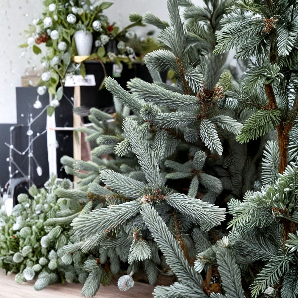 Pauls Select Blue Norway Spruce – 6 Inch Tall Evergreen Conifer in 1 Gallon Pot