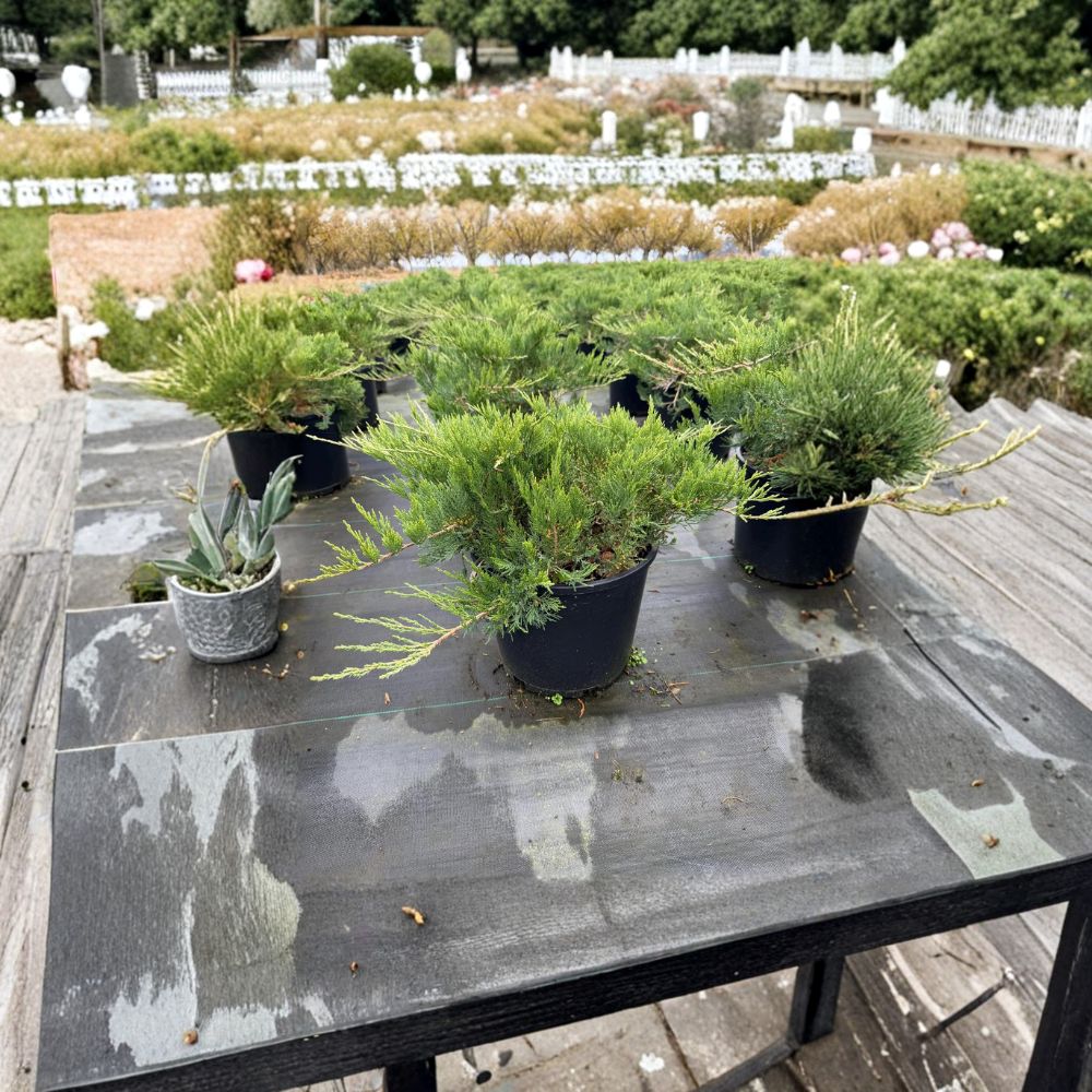 Broadmoor Juniper – Juniperus sabina ‘Broadmoor’ | Blue Green Evergreen Groundcover Shrub in #3 Container