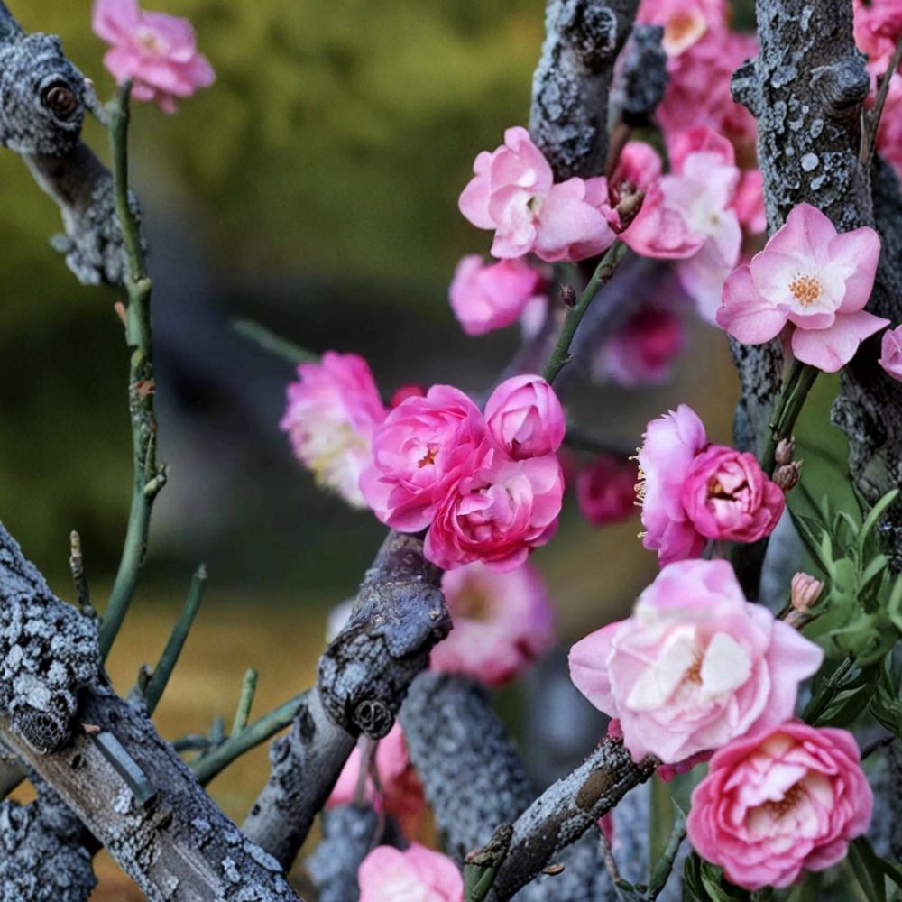 Peach-Pink Ume Tree – Prunus mume Live Flowering Apricot with Double Pink Blossoms