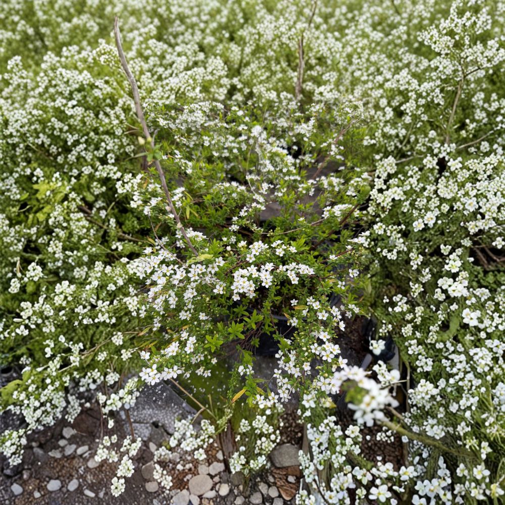 Spiraea thunbergii ‘Mellow Yellow’ Live Shrub | #3 Container | Hardy Ornamental Shrub