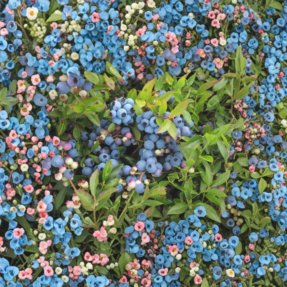 Lowbush Blueberry Live Native Berry Plant | 1 Gallon Pot | Vaccinium angustifolium | Cold Hardy Edible Shrub