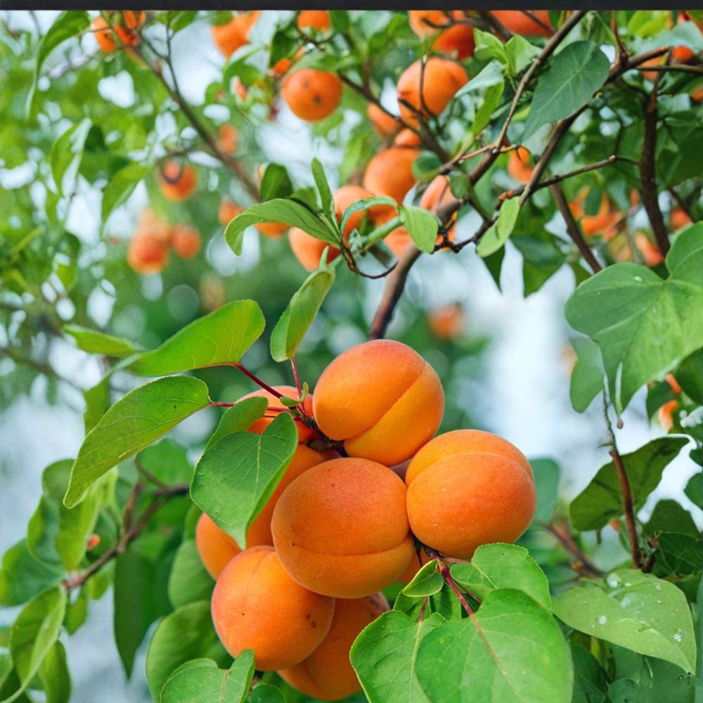 Nugget Apricot Tree – Prunus armeniaca Live Bare Root Tree | 3 Feet Tall | Early Sweet Freestone Apricot | Self-Fruitful
