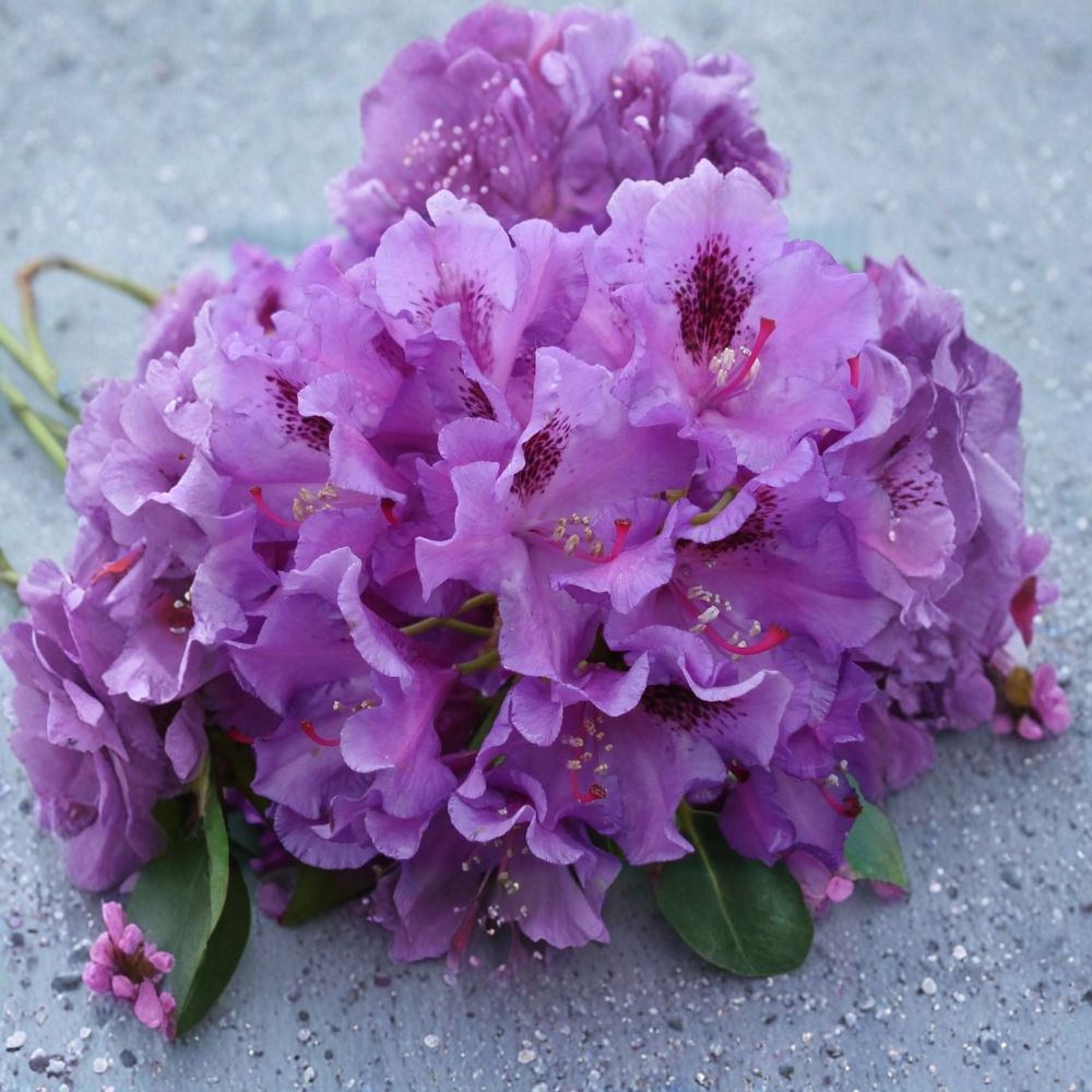 Rhododendron ‘Tapestry’ Live Shrub | Purple Evergreen Flowering Shrub | Cold Hardy Rhododendron in #1 Container