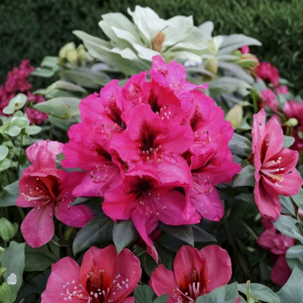 Rhododendron ‘Mendosina’ Evergreen Shrub with Purple Blooms | Hardy Landscape Plant in 3 Gallon Container
