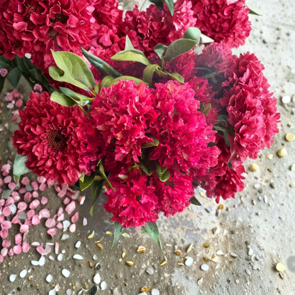 Rhododendron ‘Vivacious’ – Dwarf Evergreen Shrub with Bright Red Blooms | 12–15 Inch Wide Field Grown Plant