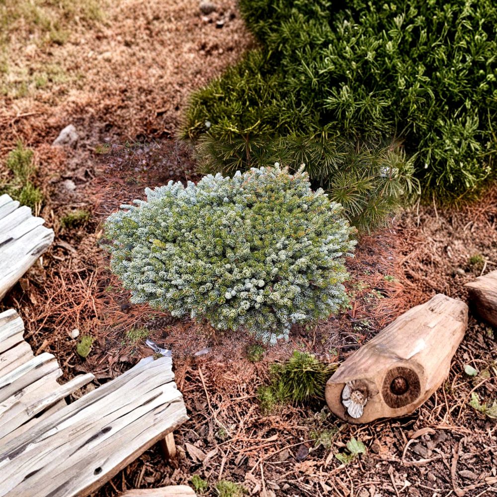 Kohout’s Ice Breaker Korean Fir – 8 Inch Tall Dwarf Evergreen in 1 Gallon Pot