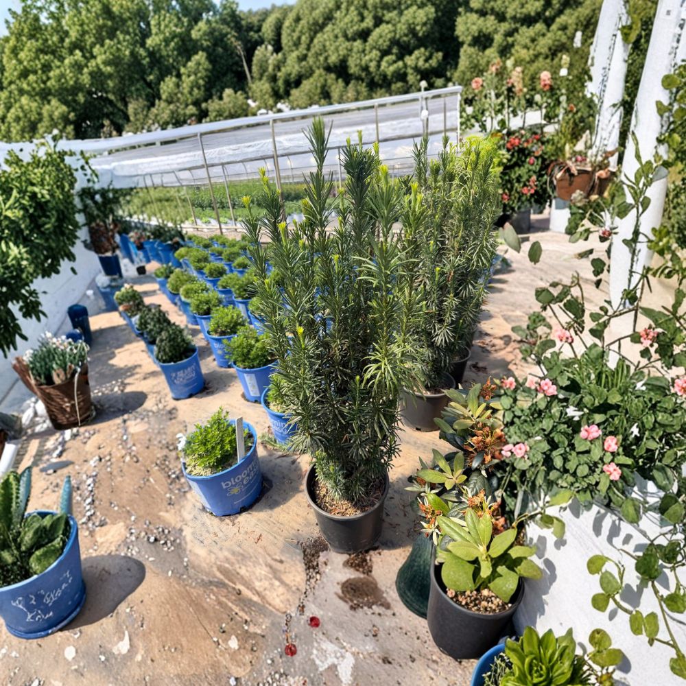 Taxus baccata ‘Fastigiata’ Irish Yew Live Evergreen Plant | 25–35 Inches Tall | Privacy Hedge & Upright Accent Shrub