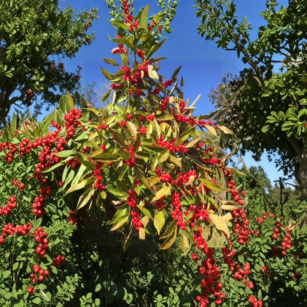 Winter Red Winterberry Holly - Female Native Shrub in 4 Inch Pot | Ilex verticillata