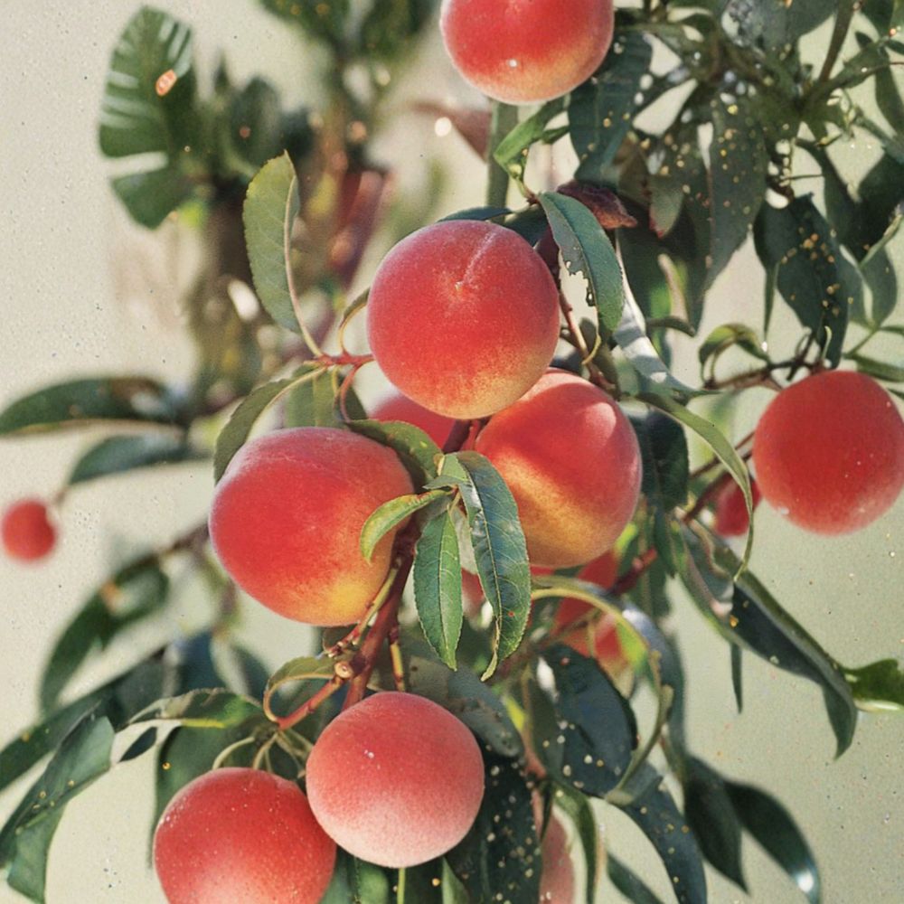 Elberta Peach Tree – Grafted Self-Pollinating Freestone Peach for Zones 5–8