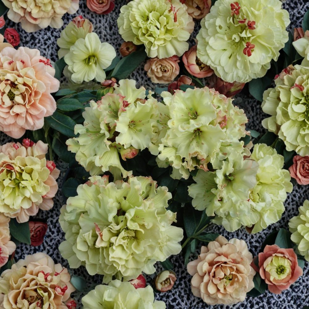 Rhododendron ‘Windsong’ – Evergreen Shrub with Yellow and Red Blooms | #1 Container Plant