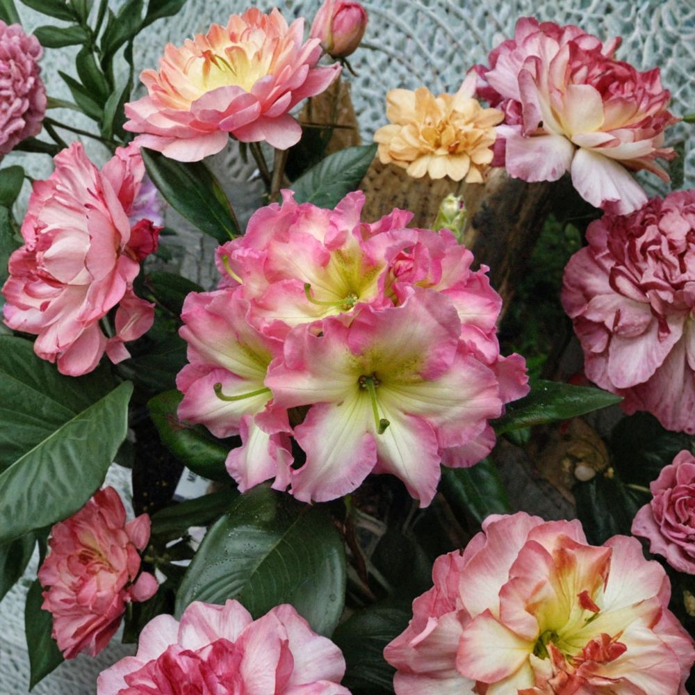 Rhododendron ‘Melrose Flash’ Evergreen Shrub | Fragrant Pink Yellow Green Blooms | Hardy Landscape Plant #3 Container