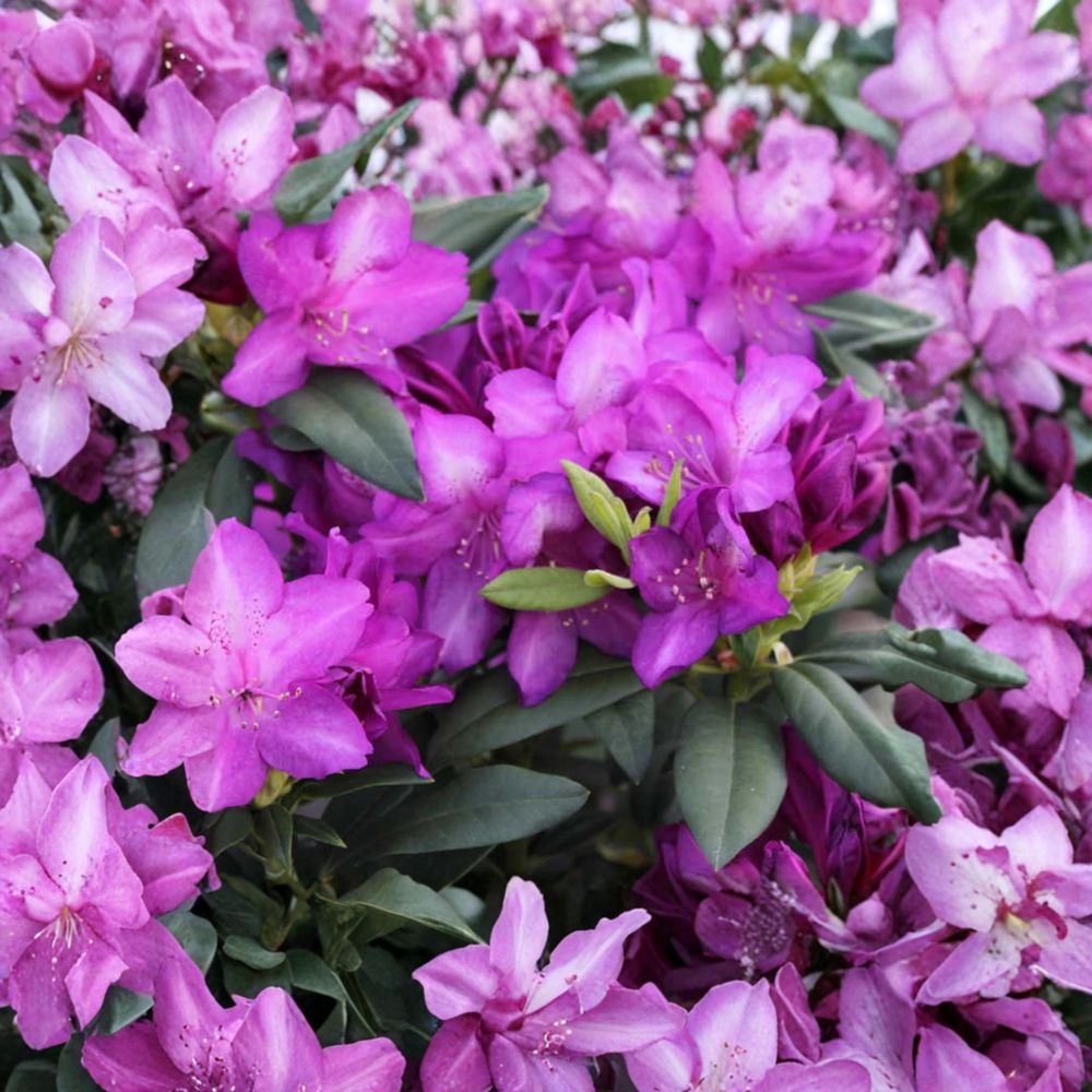 Rhododendron ‘Purple Passion’ Live Evergreen Shrub | Purple Blooming, Cold Hardy, Field Grown 12–15 Inches Wide