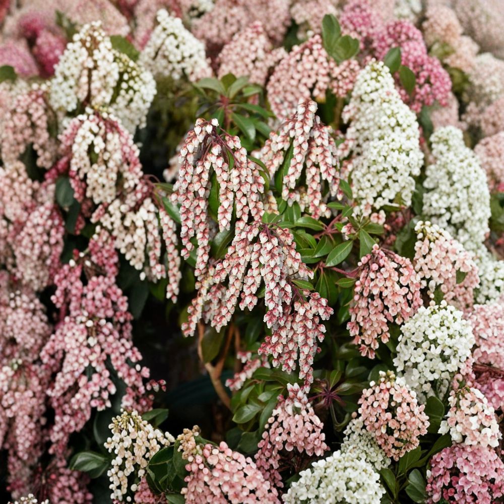 Pieris japonica ‘Dorothy Wyckoff’ Evergreen Shrub | Pink Bell Flowers | Hardy Japanese Andromeda #1 Container