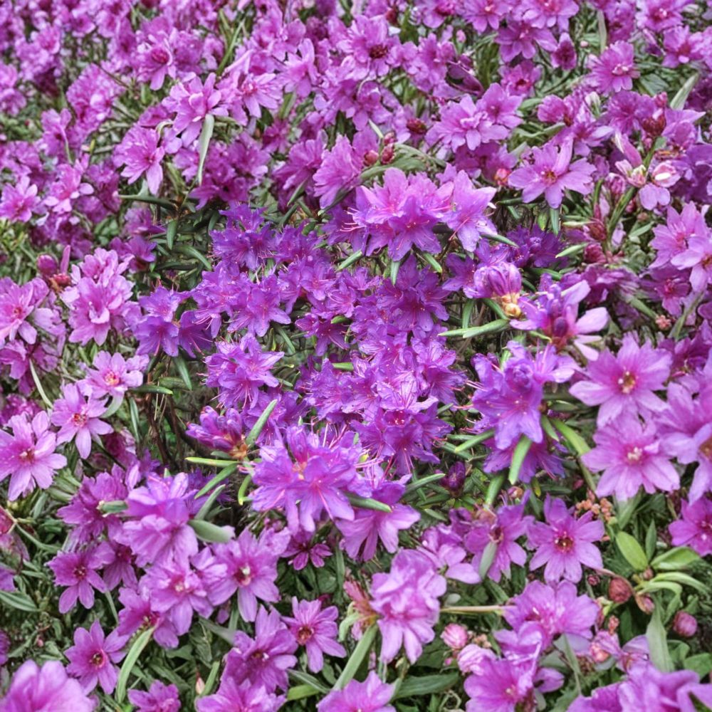 Night Editor Rhododendron - Evergreen Shrub in One Gallon Container | Hardy to -5°F | Purple Blooming Shade Garden Plant
