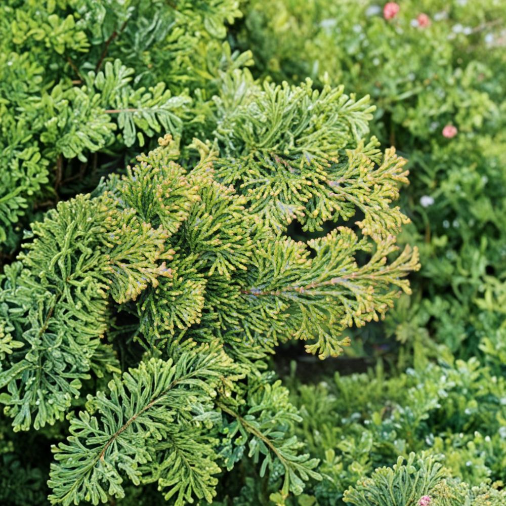 Chamaecyparis obtusa ‘Golden Pillar’ Live Hinoki Cypress | Compact Golden Evergreen Shrub