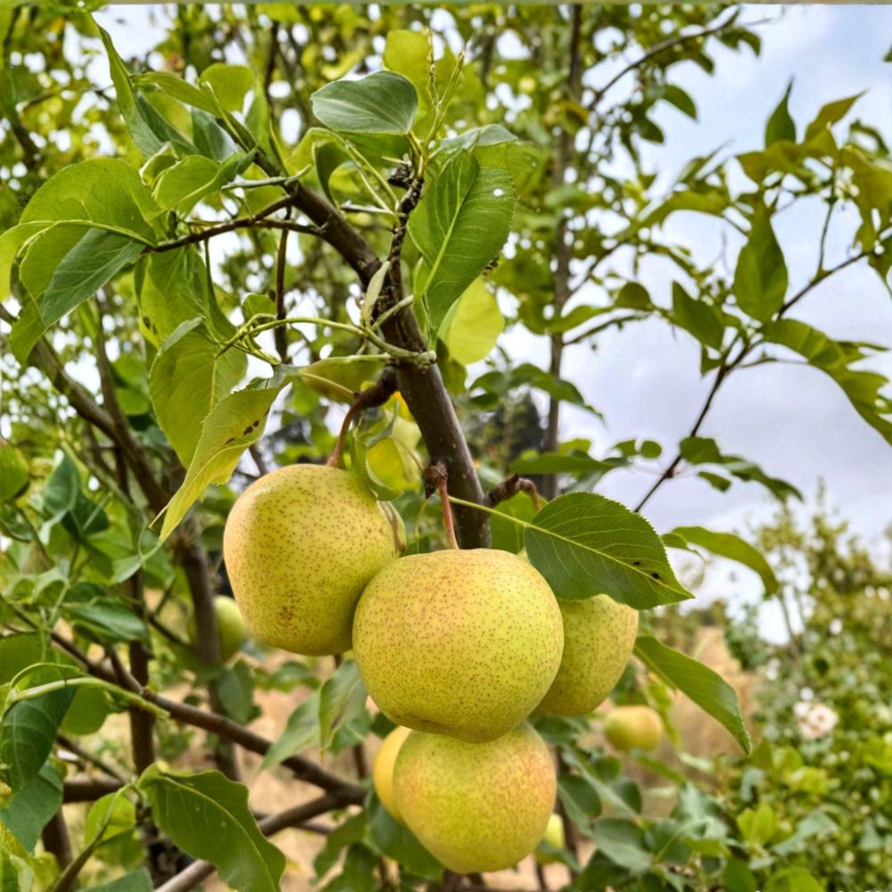 Emerald Crisp Asian Pear Tree – Pyrus pyrifolia Bare Root | 32–36 Inches Tall | Early Sweet Juicy Pear