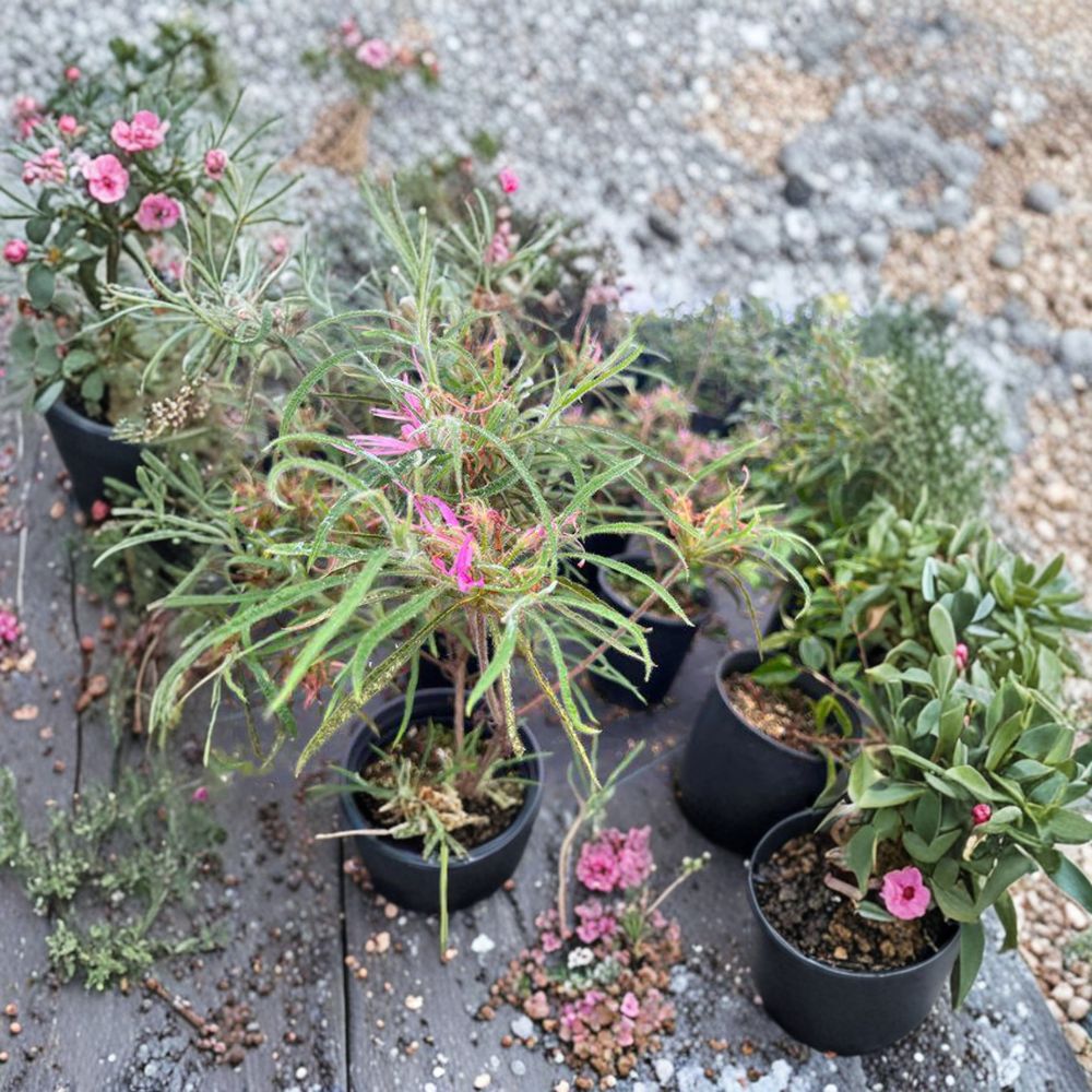 Spider Azalea – Rhododendron stenopetalum | Rare Evergreen Azalea with Pink Spider-Like Blooms