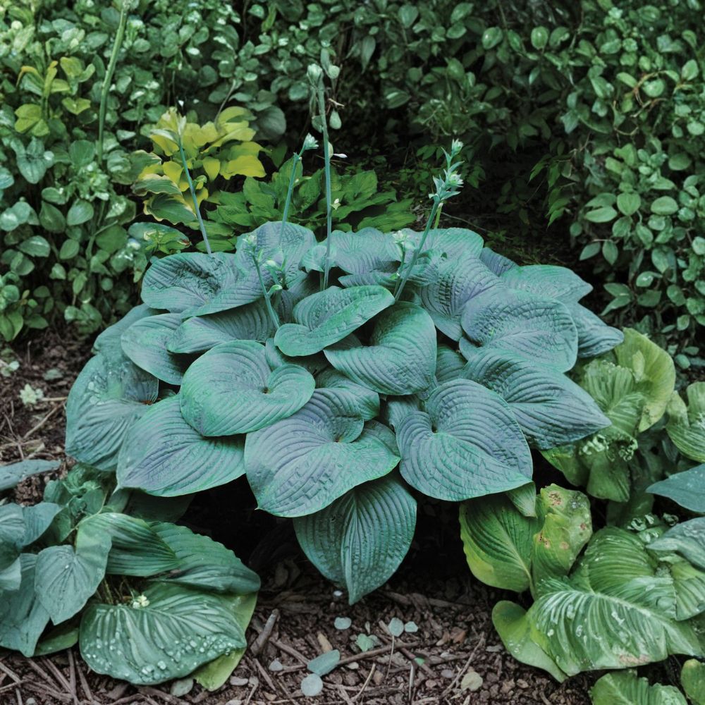Humpback Whale Hosta – Bare Root Giant Blue-Green Shade Perennial | 3 Inch Starter Plant