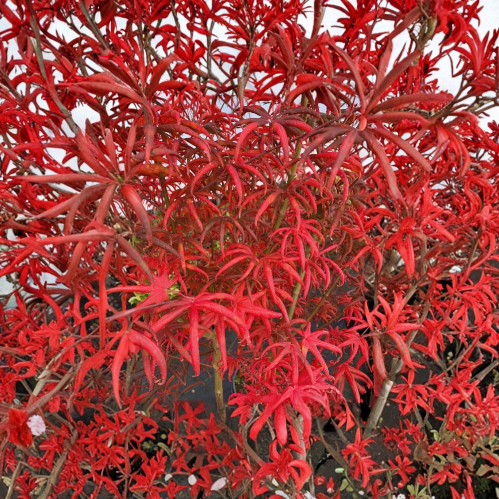 Acer palmatum ‘Peve Starfish’ Live Japanese Maple | Rare Red Dwarf Ornamental Maple | #3 Container Grown 20–30 Inches Tall