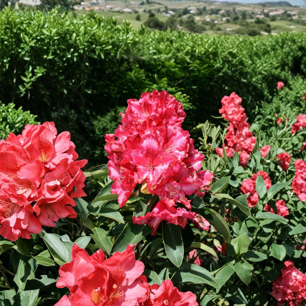 Kluis Sensation Rhododendron – Compact Evergreen Shrub with Ruffled Red Pink Blooms