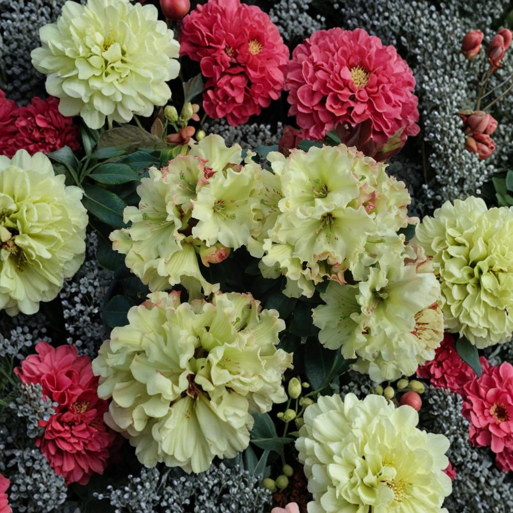 Windsong Rhododendron - Evergreen Shrub with Yellow and Red Blooms | #3 Container Plant