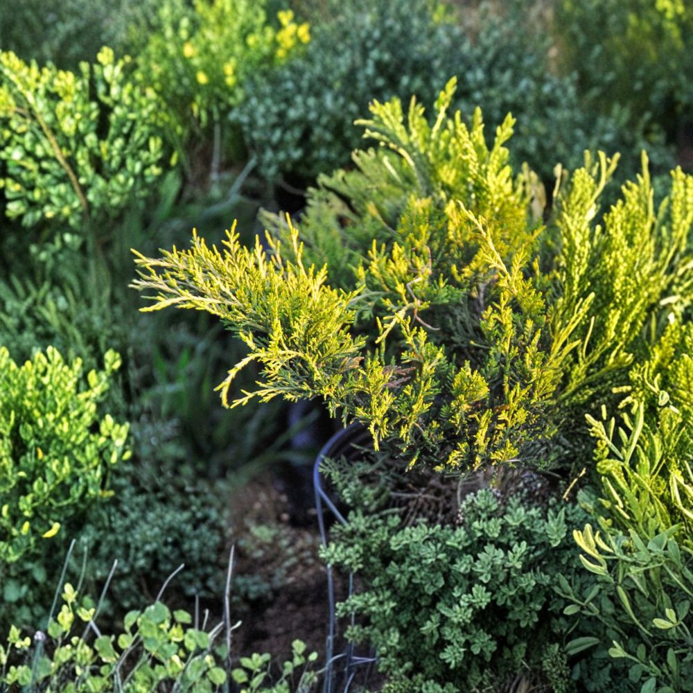 Juniperus chinensis ‘Old Gold’ Live Evergreen Shrub | Golden Spreading Juniper | Drought Tolerant Landscape Plant