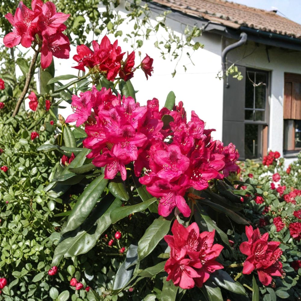 Nova Zembla Rhododendron – Evergreen Shrub with Red Blooms | Hardy to -25°F | 12–15 Inches Wide Field Grown Plant