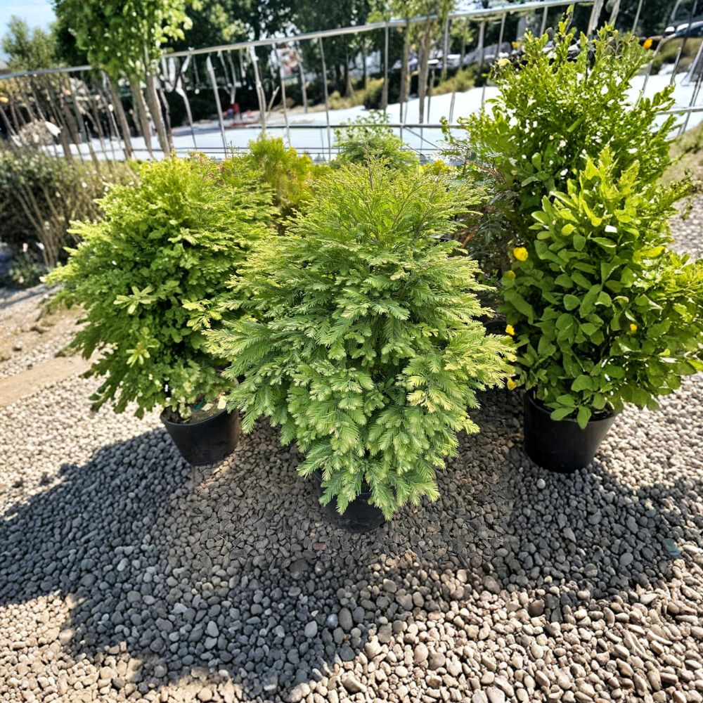 Metasequoia glyptostroboides ‘Schirrmann’s Nordlicht’ | Variegated Dwarf Dawn Redwood Tree | #1 Container Grown