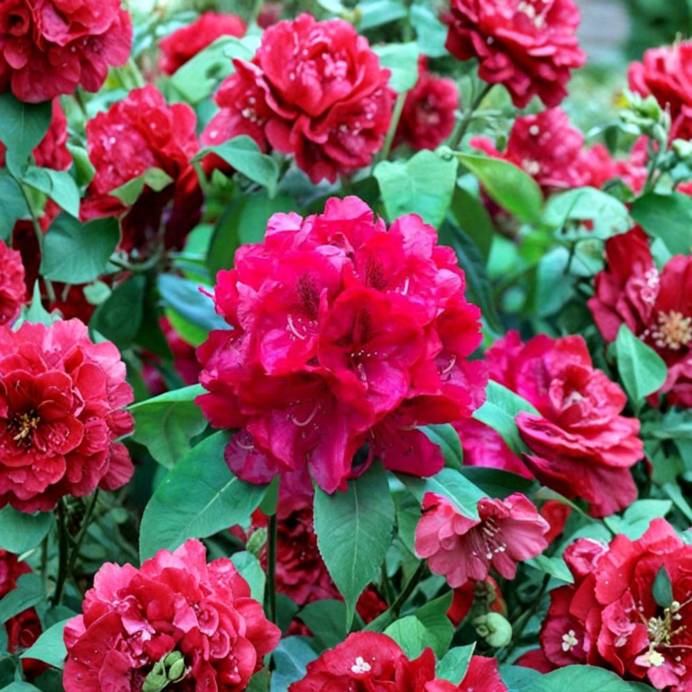 Trilby Rhododendron - Evergreen Shrub with Vibrant Red Blooms | Hardy to -10°F | 12-15 Inches Wide Field Grown Plant
