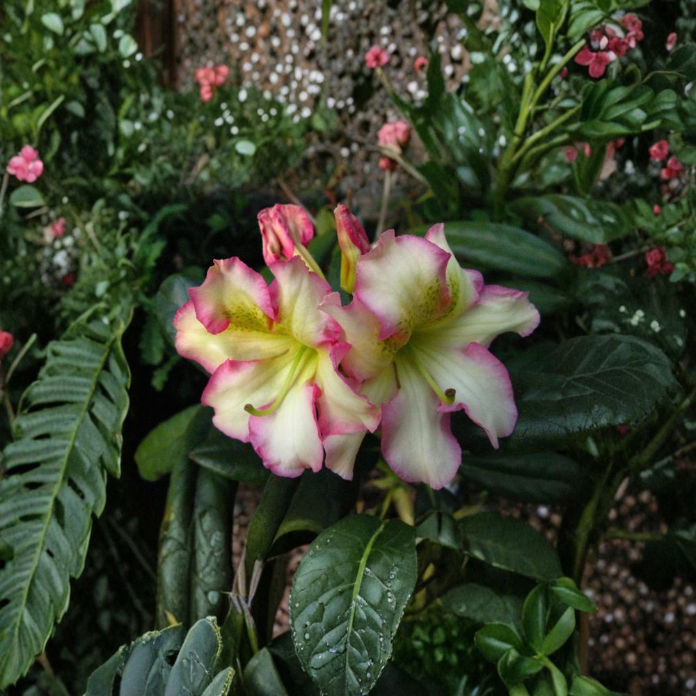 Melrose Flash Rhododendron – Evergreen Shrub with Pink Yellow Green Blooms | 12–15 Inches Wide Field Grown Plant