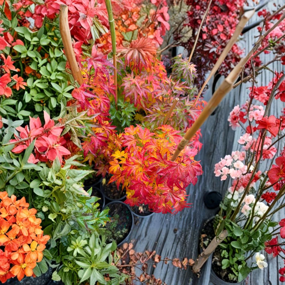 Acer palmatum ‘Orange Dream’ Live Japanese Maple | Golden Yellow Foliage Ornamental Tree