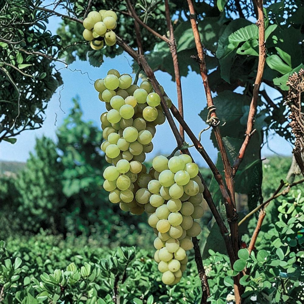 5 Early Muscat Table Grape Cuttings – Vitis vinifera Live Propagation Cuttings | Sweet Aromatic Grape Variety | US Seller