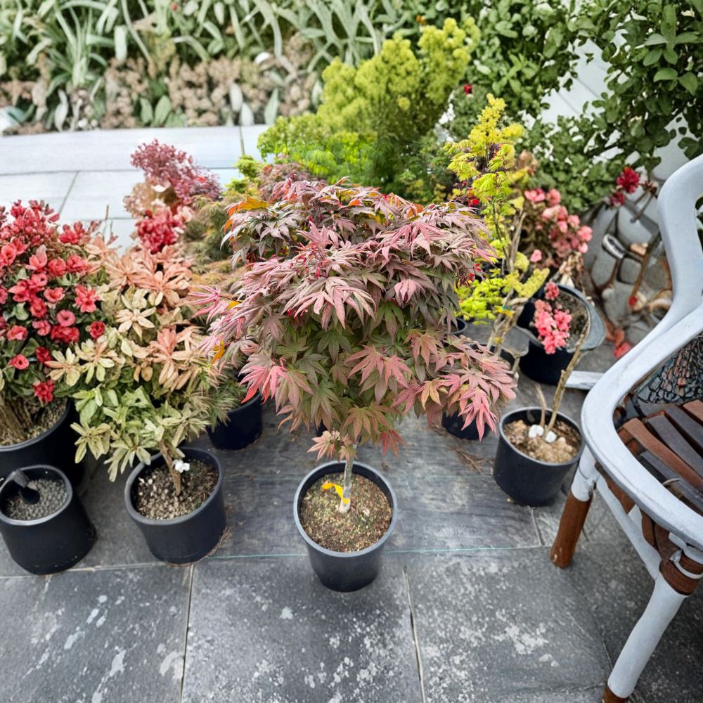 Acer palmatum ‘Englishtown’ Live Dwarf Japanese Maple | Compact Ornamental Red Maple Tree in #5 Container