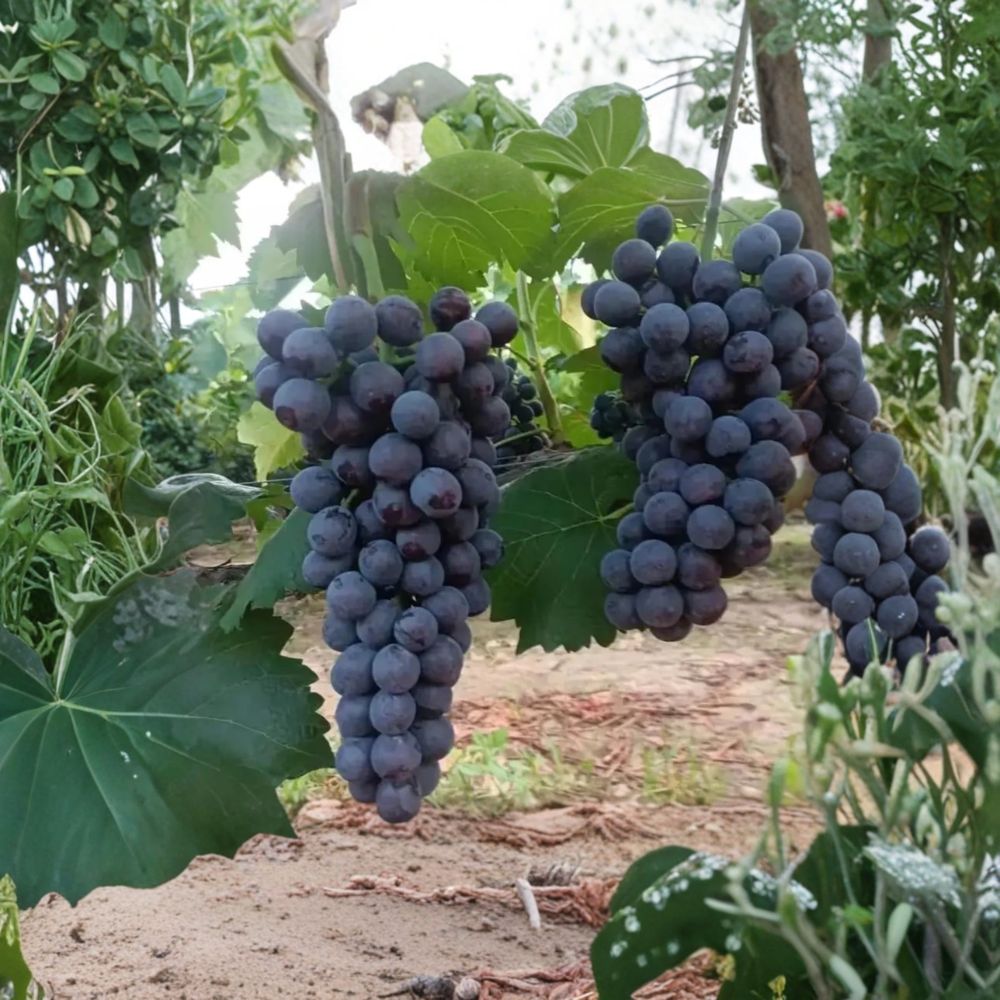 Summer Black Grape Vine – Live Bare Root Fruit Vine | Early Ripening Sweet Black Grapes | 3 Feet Tall