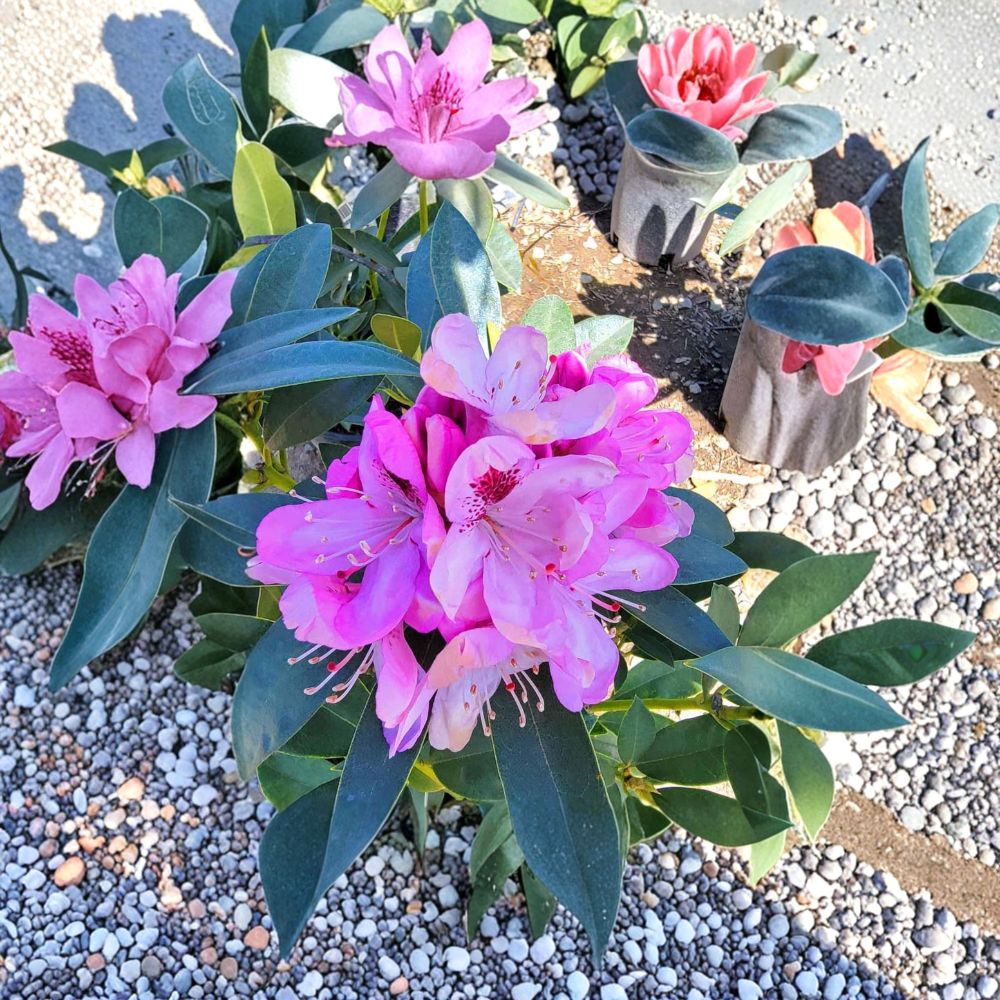 Rhododendron ‘Springtime’ Evergreen Shrub | Pink Flowers with Dark Blotch | Cold Hardy 12–15 Inch Plant
