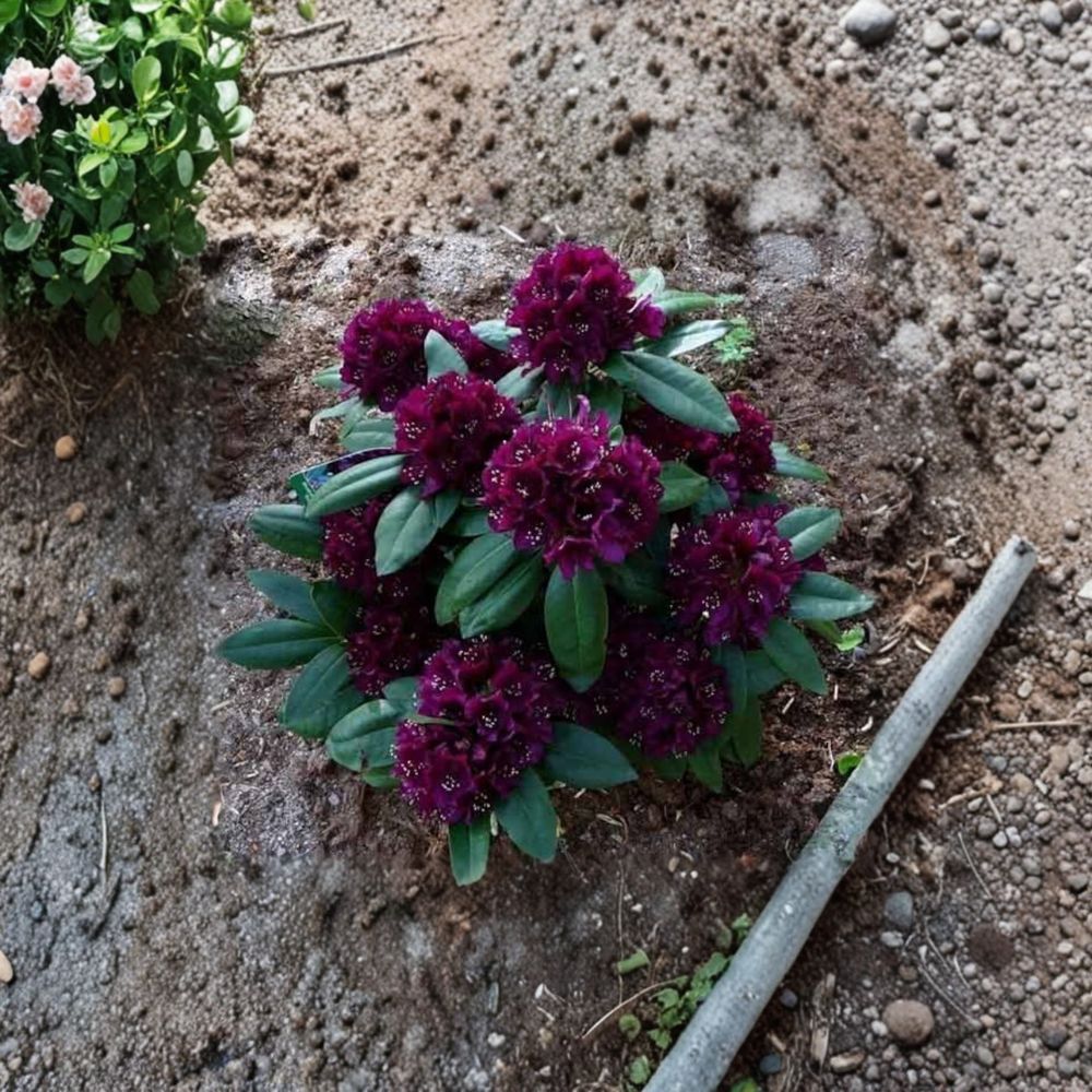 Rhododendron ‘Polarnacht’ Evergreen Shrub with Deep Purple Blooms | Cold Hardy, Compact, Field Grown 15–18 Inches Wide