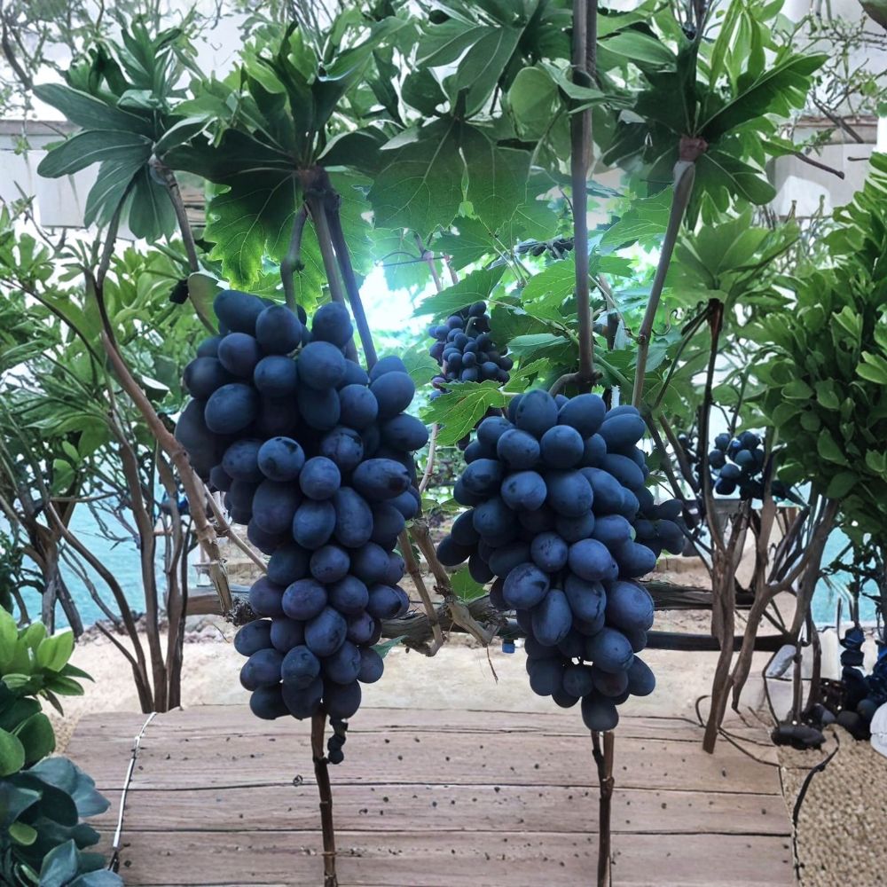 Purple Sweet Seedless Grape Vine – Live Grafted Bare Root Plant | Sweet Purple Seedless Grapes