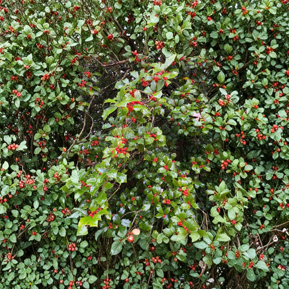 Old Heavy Berry American Holly – Female Evergreen Shrub with Red Berries in Quart Pot