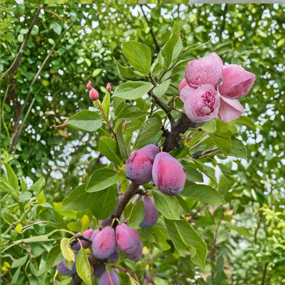 French Improved Prune Tree – Prunus domestica Live Fruit Tree | 3 Feet Tall | Self Fertile European Plum