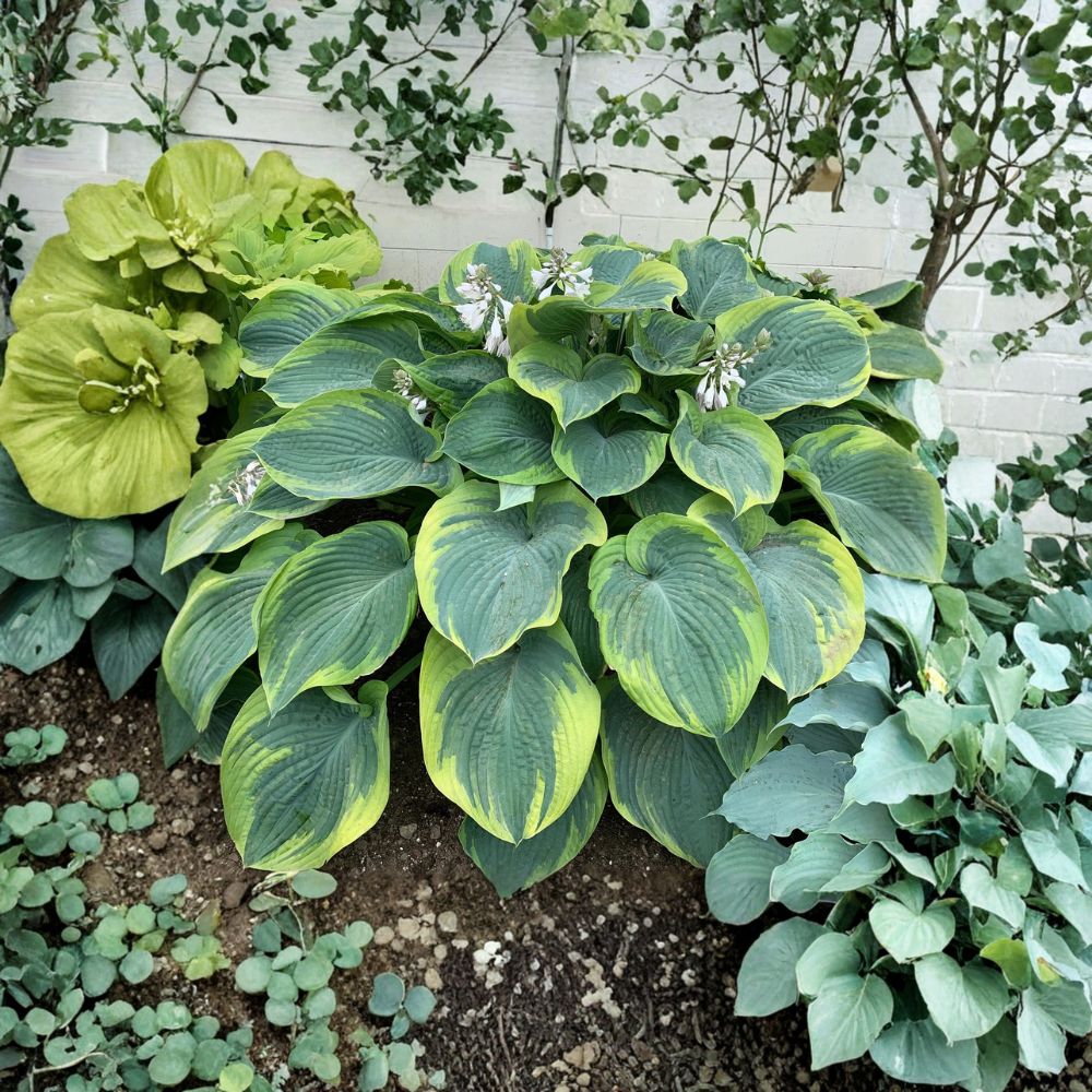 Terms of Endearment Hosta – Bare Root 3 Inch Blue Green Variegated Shade Perennial