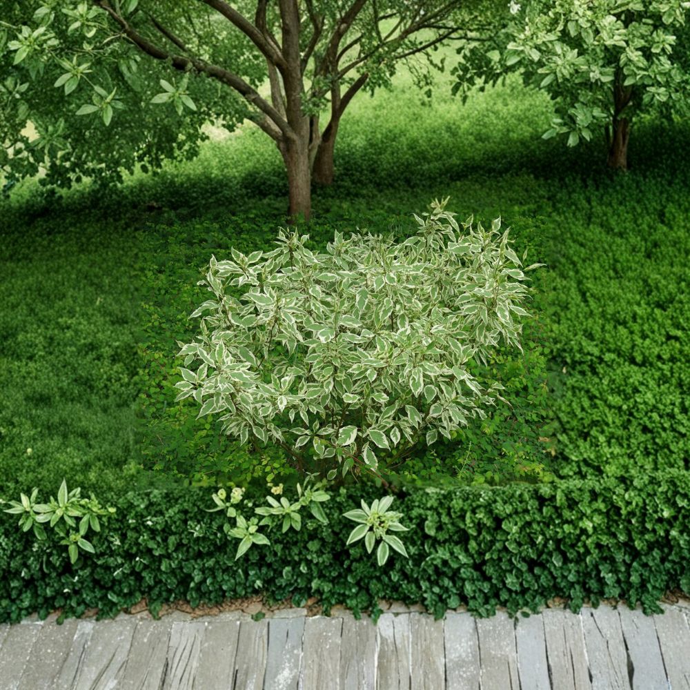 Elegantissima Red Twig Dogwood - Variegated Cornus alba Shrub in 4 Inch Pot