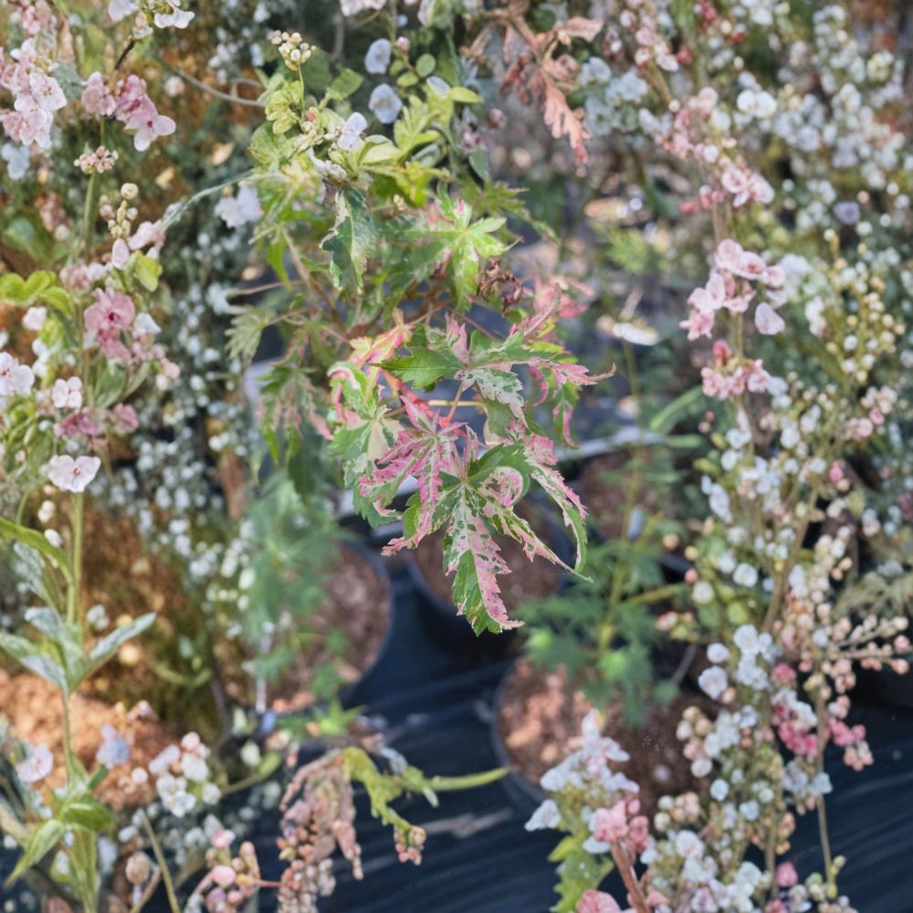 Acer palmatum ‘Uzen Nishiki’ – Rare Variegated Japanese Maple Live Tree 30–40 Inches Tall