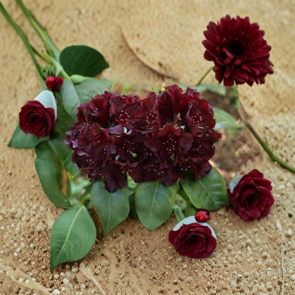 Rhododendron ‘Black Widow’ Evergreen Shrub | Dark Red Almost Black Blooms | #2 Container Grown