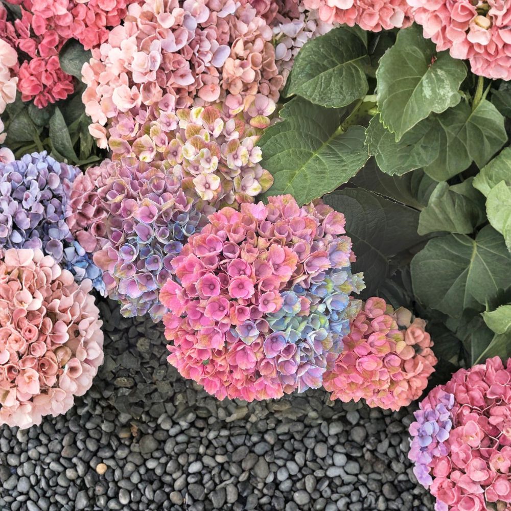 Hydrangea macrophylla ‘Magical Revolution’ Live Shrub | Color Changing Mophead Hydrangea | #3 Container