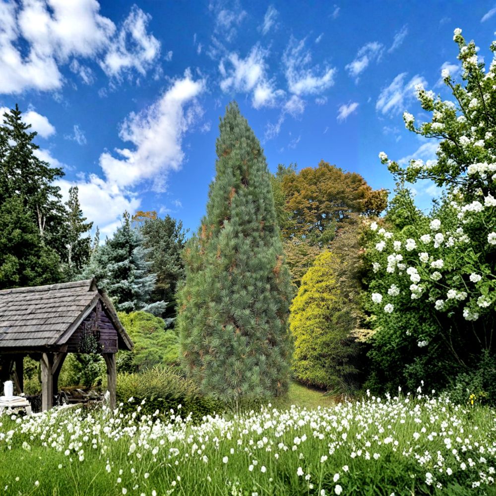 Stowe Pillar Eastern White Pine - 12 Inch Tall Live Evergreen in 1 Gallon Pot | Pinus strobus Narrow Columnar Pine
